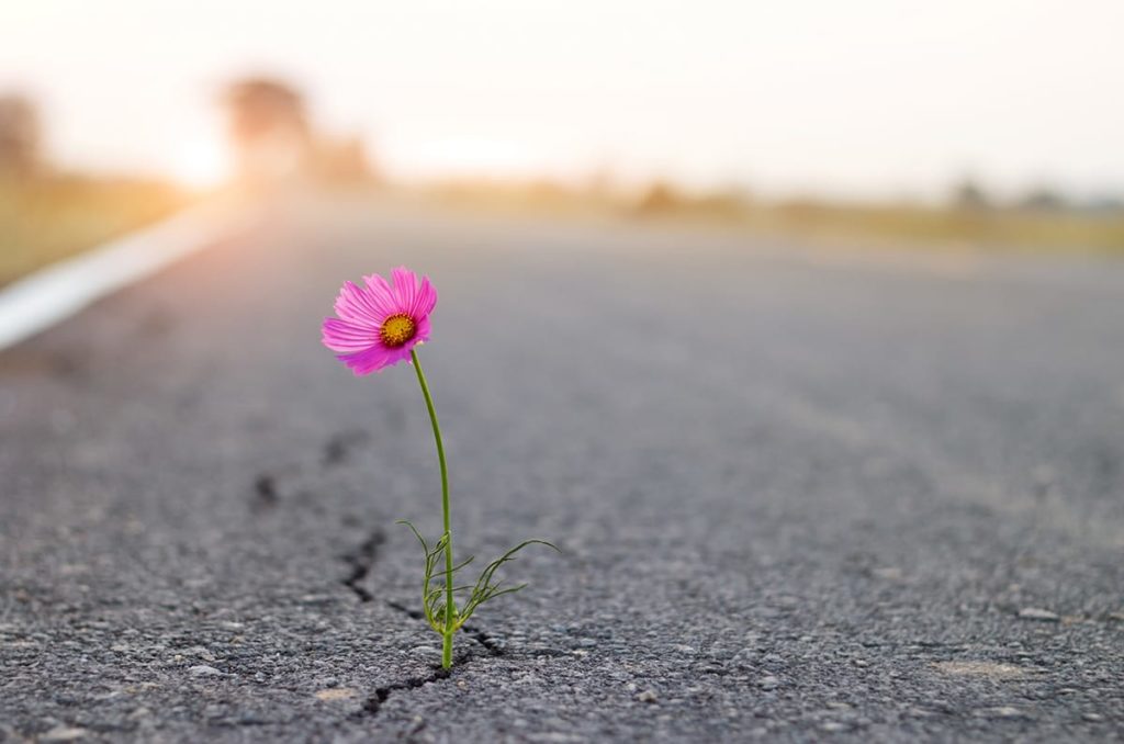 A pink flower grows out of a crack in street asphalt. What causes concrete to crack is the same as asphalt, weather and vegetation.