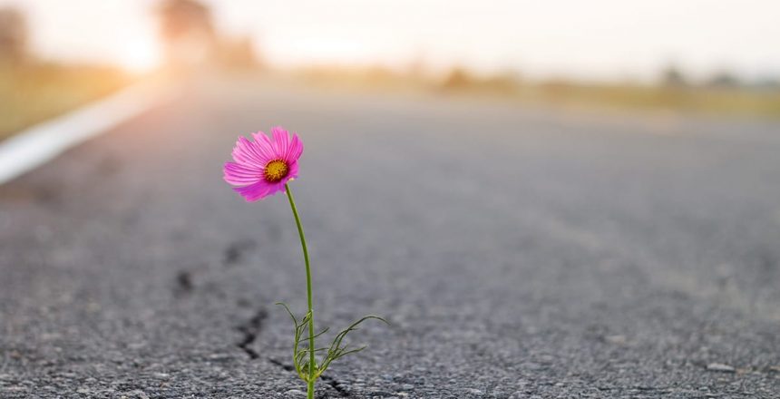 A pink flower grows out of a crack in street asphalt. What causes concrete to crack is the same as asphalt, weather and vegetation.